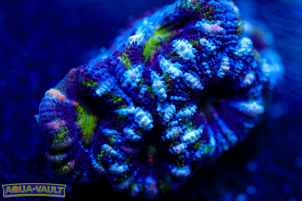 Alien Acan