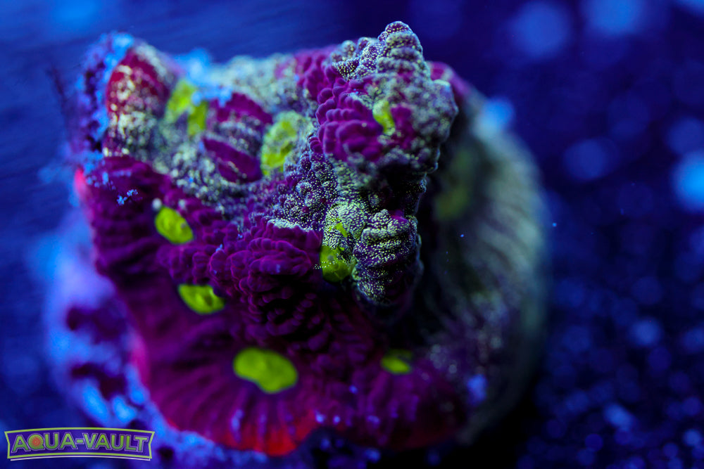 War Coral Favia