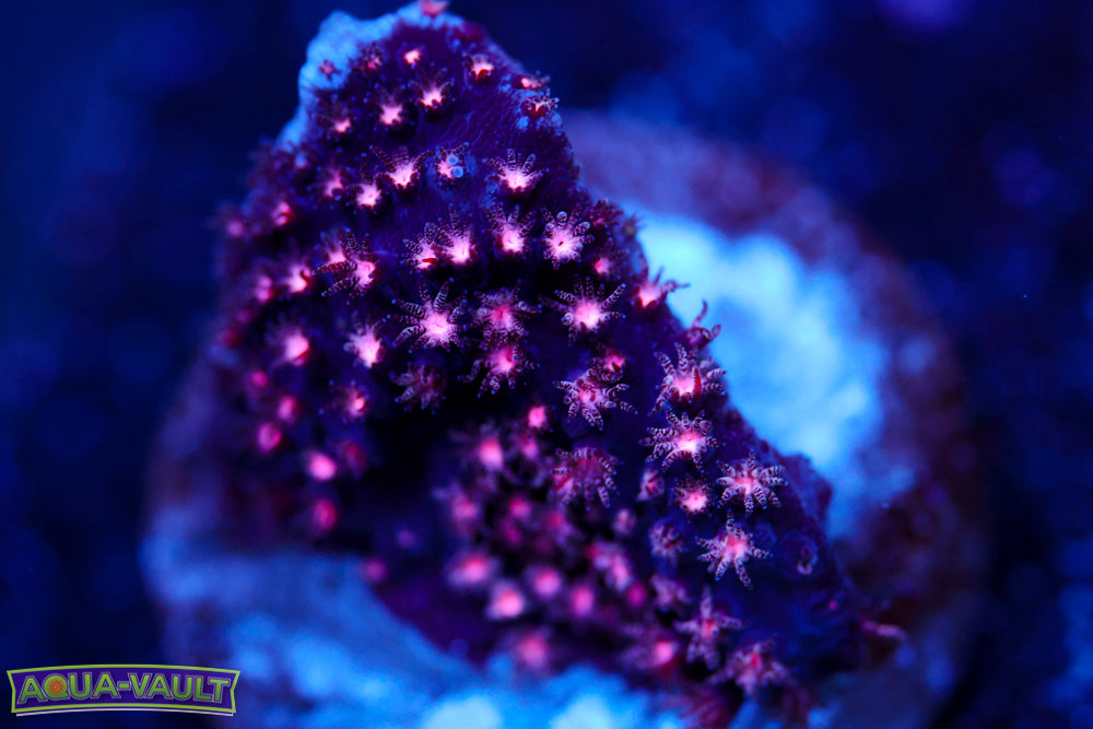 ECC Purple Passion Stylocoeniella