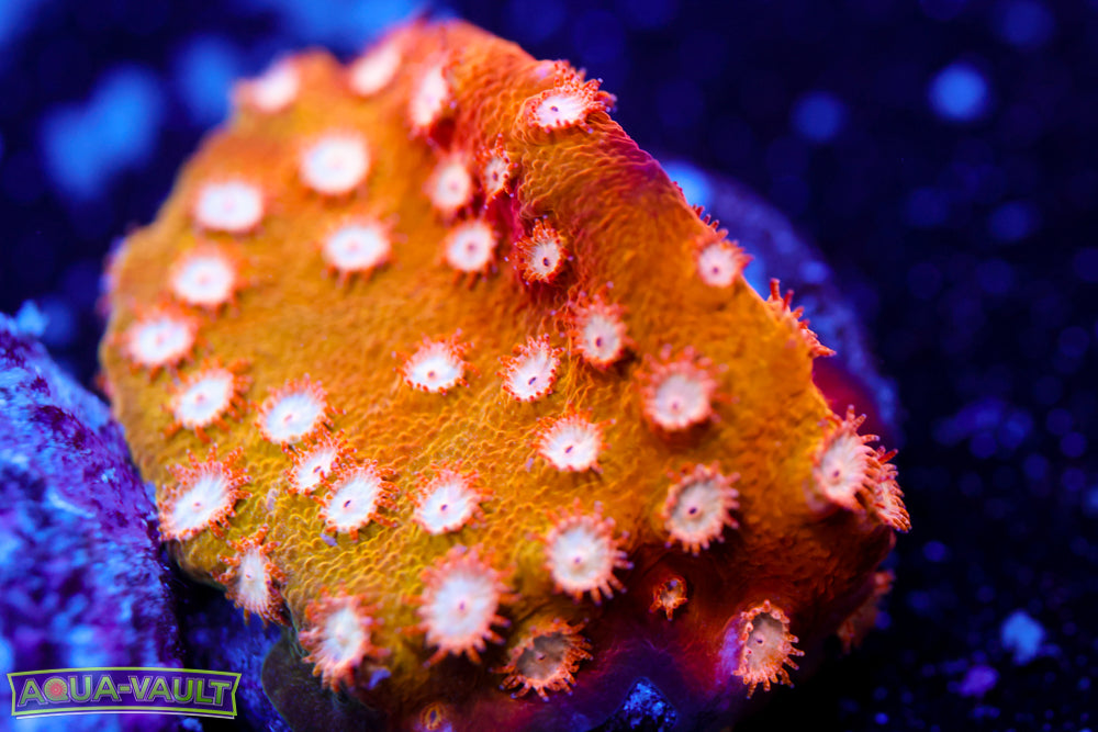 Orange Cyphastrea