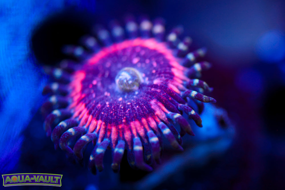 Pink Zipper Zoa