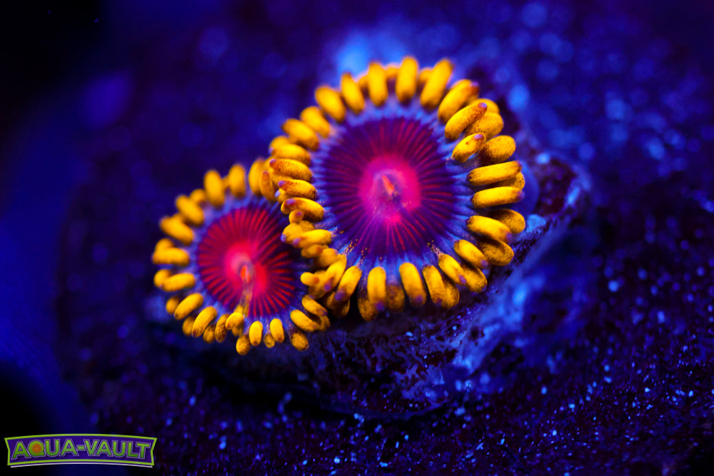 CC Super Saiyan Zoa