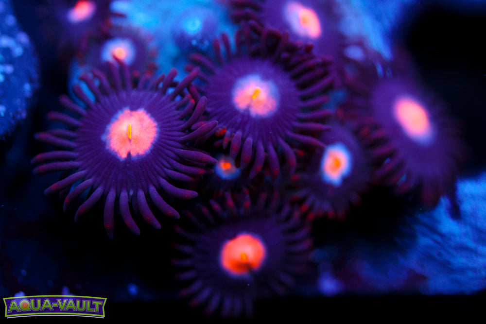 Mystique Zoa