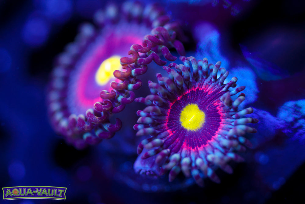 Pink Ring of Death Zoa