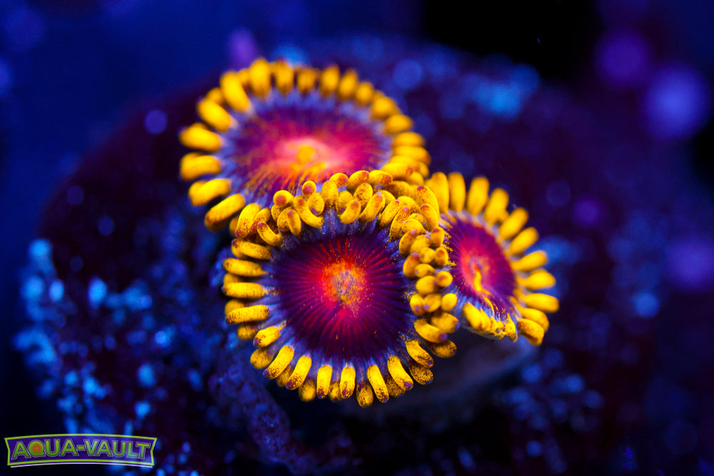 CC Super Saiyan Zoa