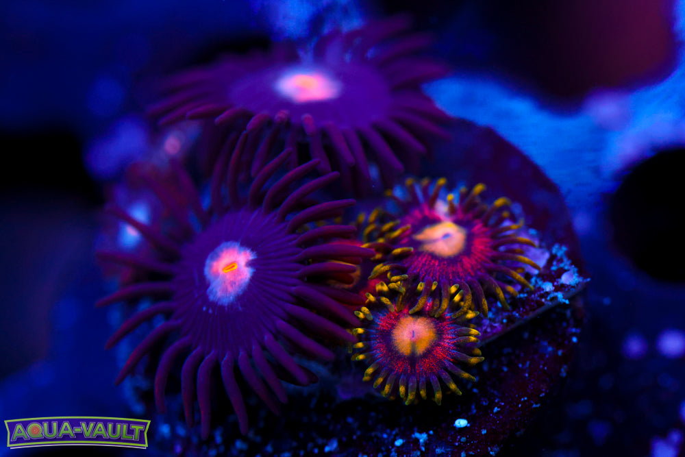 Mystique + Joe's Crab Nebula Zoa