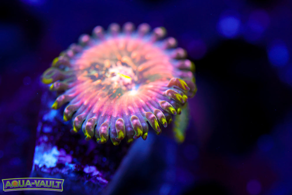 Cosmic PE Zoa