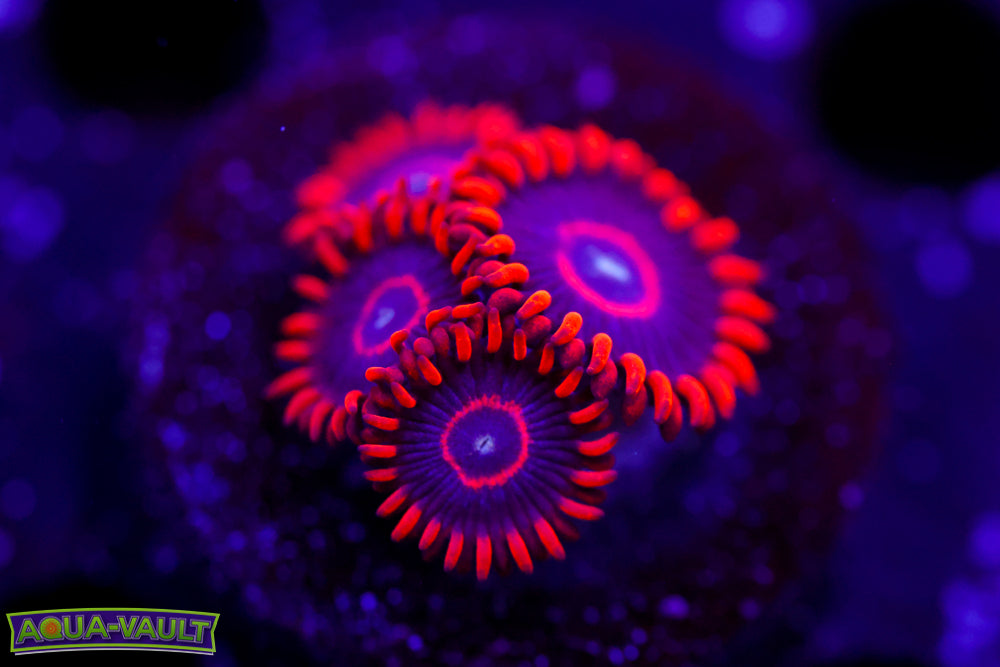 Red Hornet Zoa