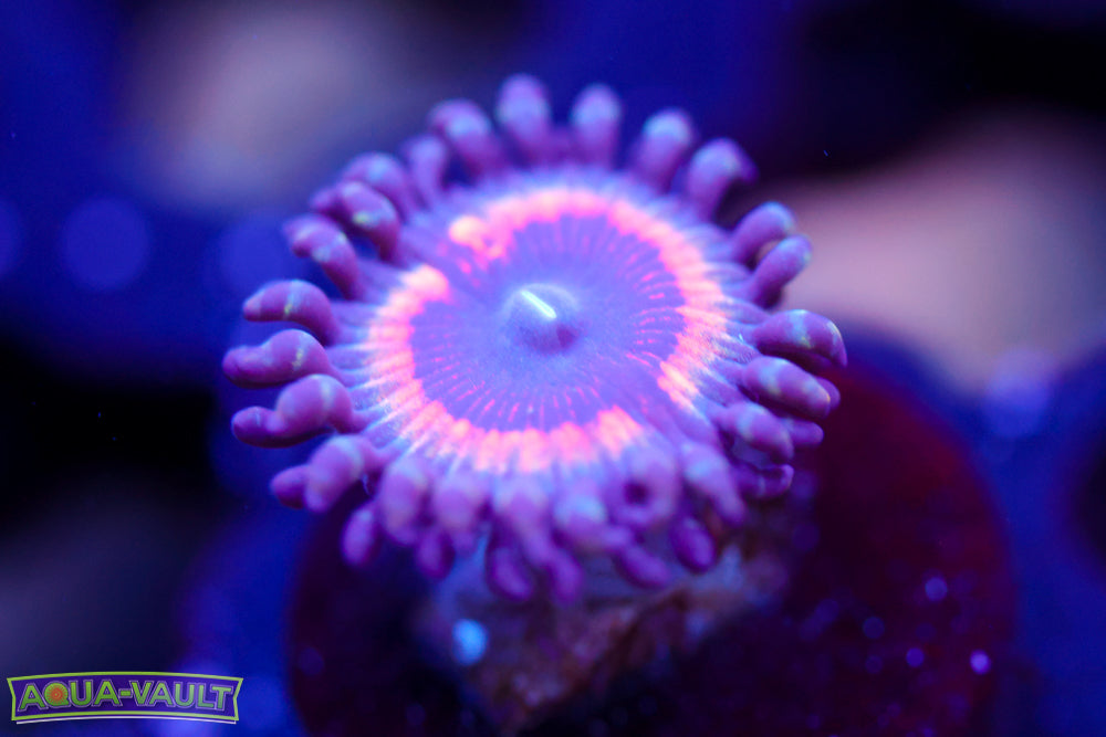 Solar Flare Zoa