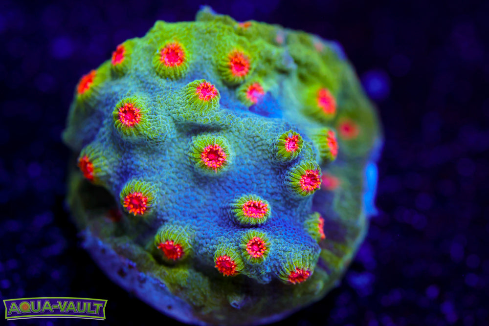 ECC Candyland Cyphastrea