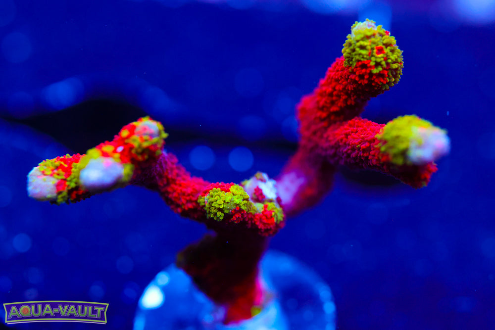 WWC Contraband Grafted Digitata Montipora