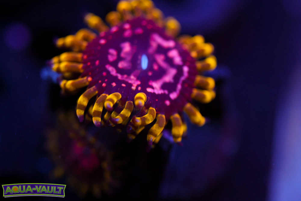 Purple Monster Zoa