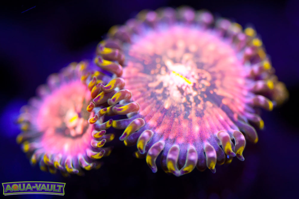 Cosmic Rainbow PE Zoa