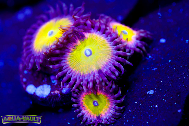 Kung Fu Fighter Zoa 2