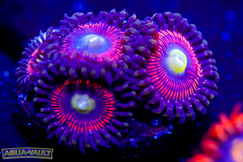 Powerball Zoa 2