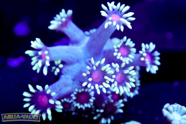 Pink Eye Goniopora 2