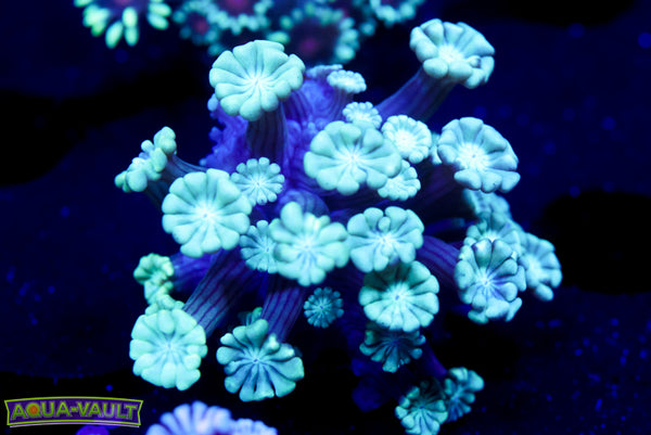 Green Clover Alveopora 2