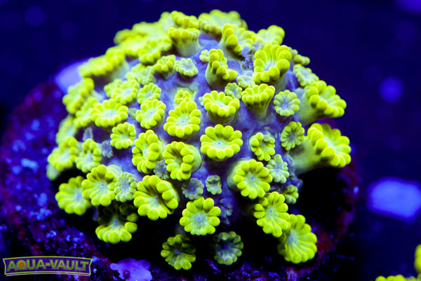 CV Grouch Micro Alveopora 2
