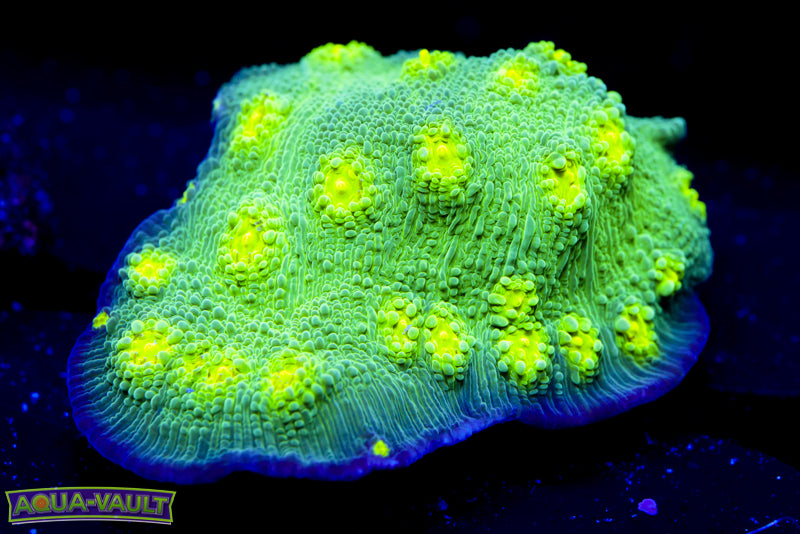 Hollywood Stunner Chalice 1