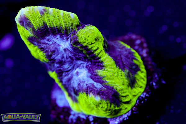 Court Jester Platygyra 2