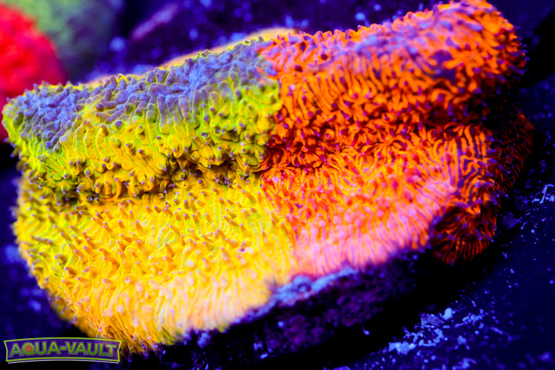 TSA Citrus Blast Grafted Lithophyllon 2