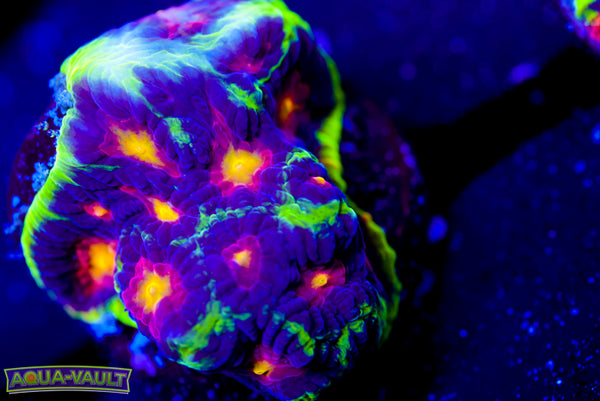 JF Alien Anti Venom Favia 2