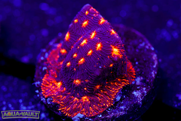 ECC Firework Lepto 2