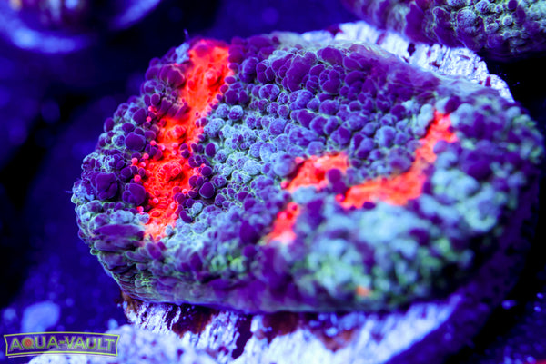 Bouncing Cold Fusion Chalice 2