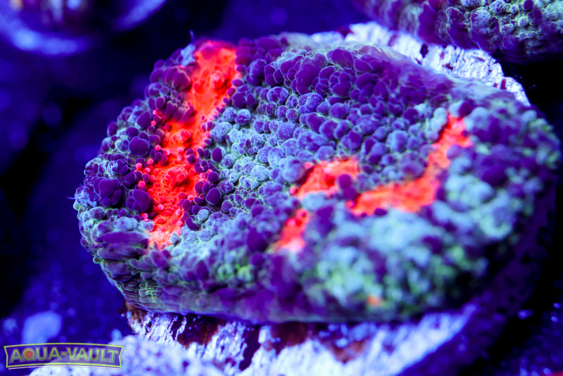 Bouncing Cold Fusion Chalice 2