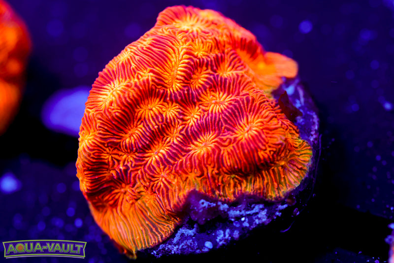 CC Rising Sun Lepto 2