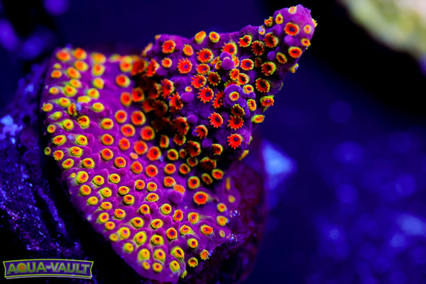 Loony Tunes Stylocoeniella 2