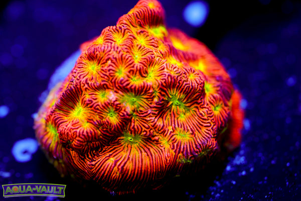 Jack o' Lantern Lepto 2