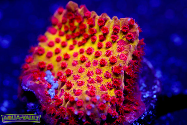 JF Burning Banana Stylocoeniella 2