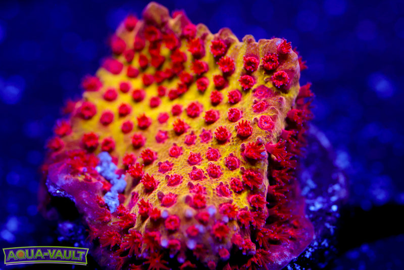 JF Burning Banana Stylocoeniella 2