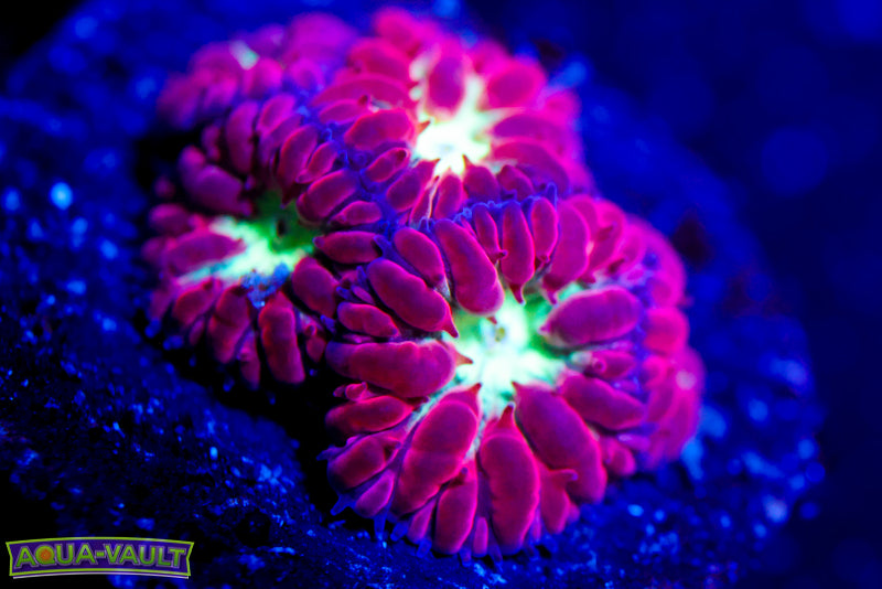 Blue Raven Blasto Merletti 2