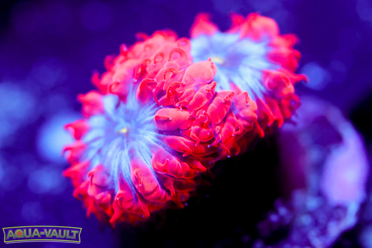 Superman Blasto Merletti 2