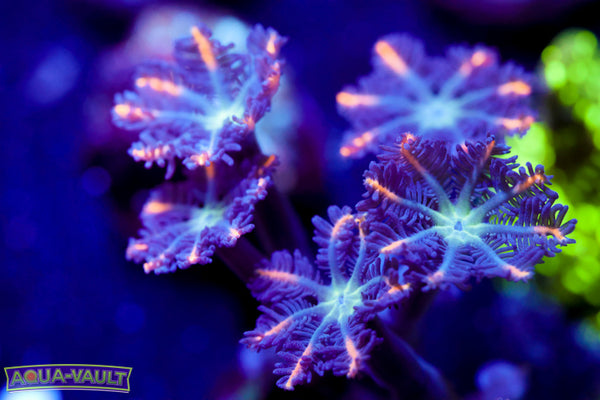 Orange Fireworks Clove 2