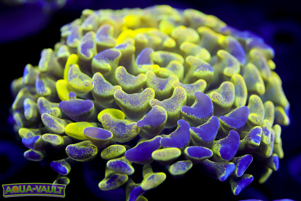 Yellow Splatter Hammer 2