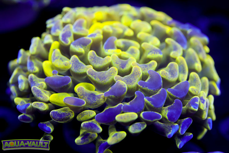 Yellow Splatter Hammer 2