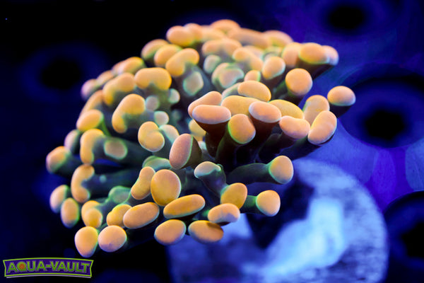 Rainbow Gold Hammer 2