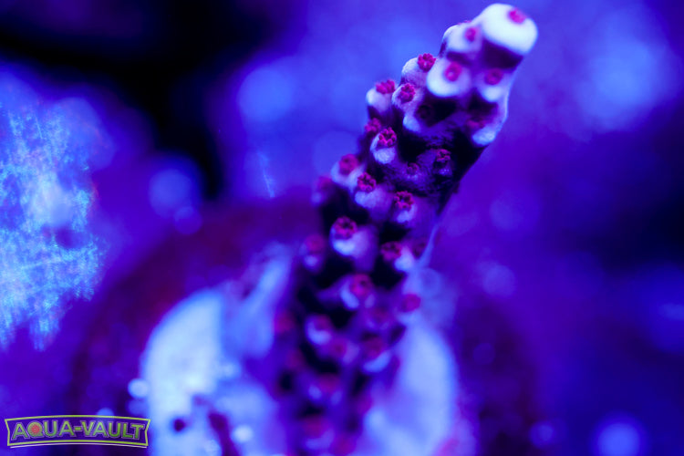 BC Space Laser Acro 2