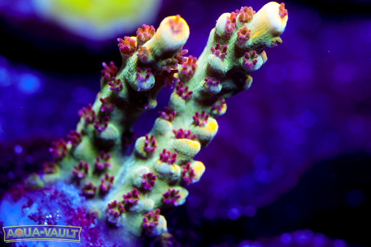 Raising Reef Strawberry Shortcake 2