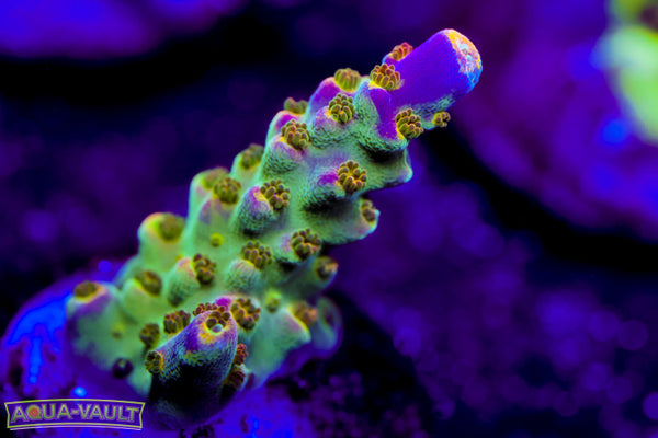 BC Bubble Bath Unicorn Acro