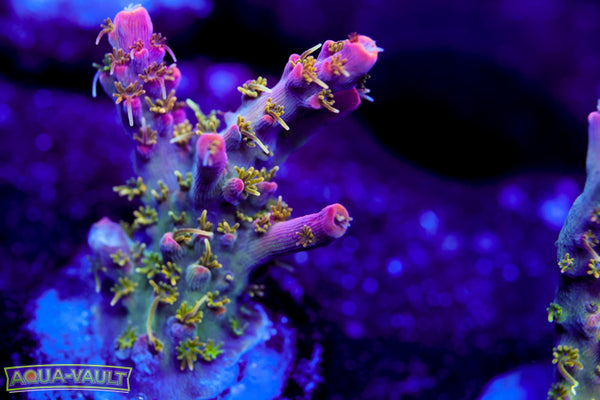 CC Voodoo Majick Acro 2