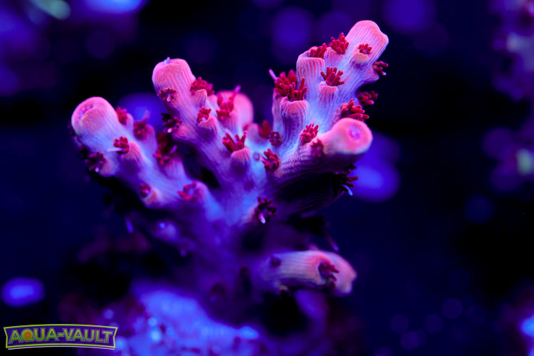 CB Maleficent Acro 2