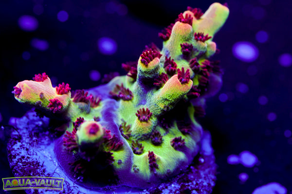 BC Frankenberry Acro 2