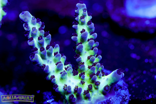 ORA Pearlberry Acro 2