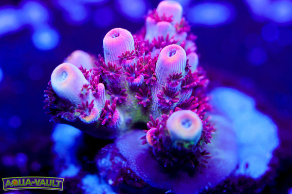 WWC Heartbreaker Acro 2