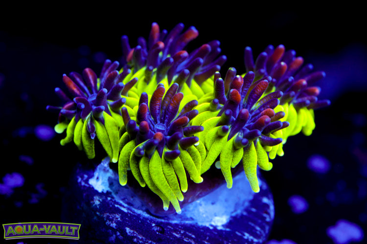 Sonic the Hedgehog Galaxea 2