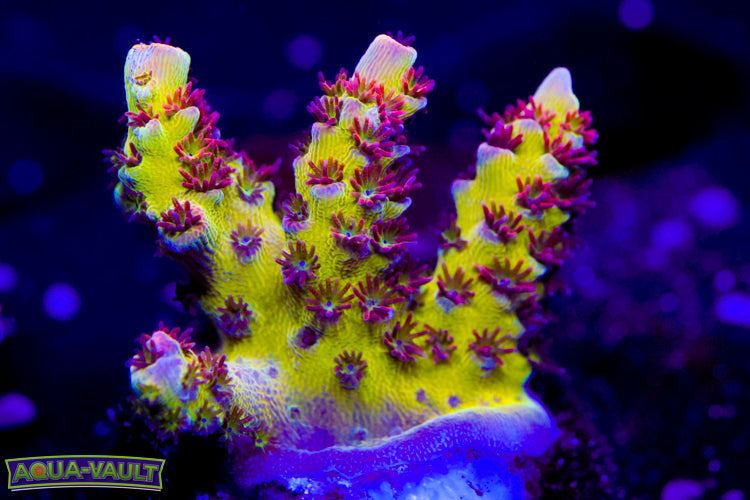 TSA Princess Peach Acro 1